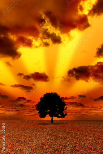 lonely tree