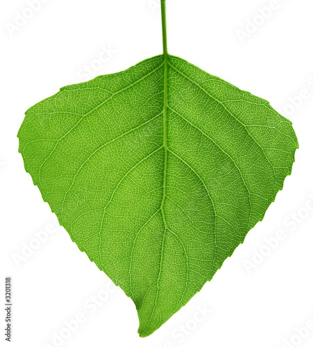 green leaf