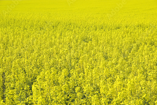 rape field.