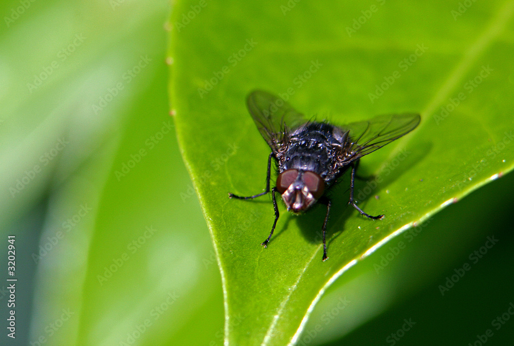 mouche mouche