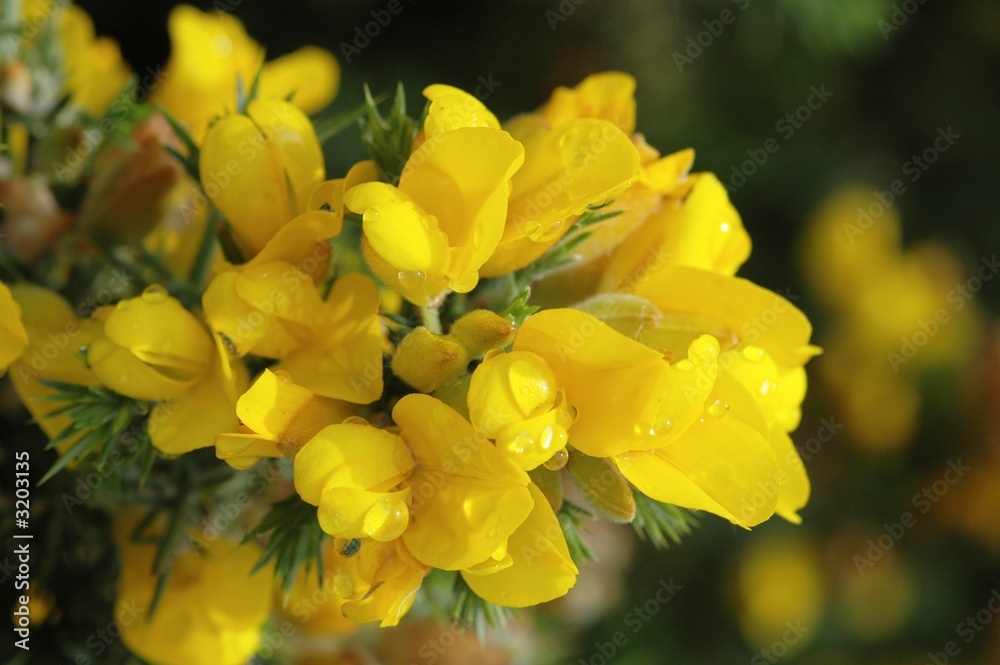 fleur jaune, genêt fleur jaune, genêt