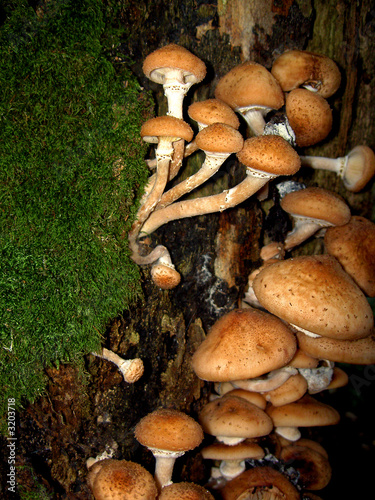 mushrooms
