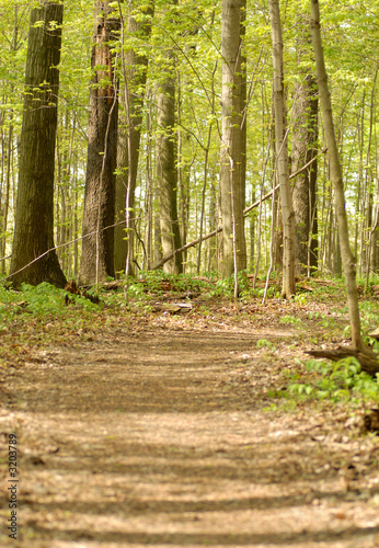 forest pathway