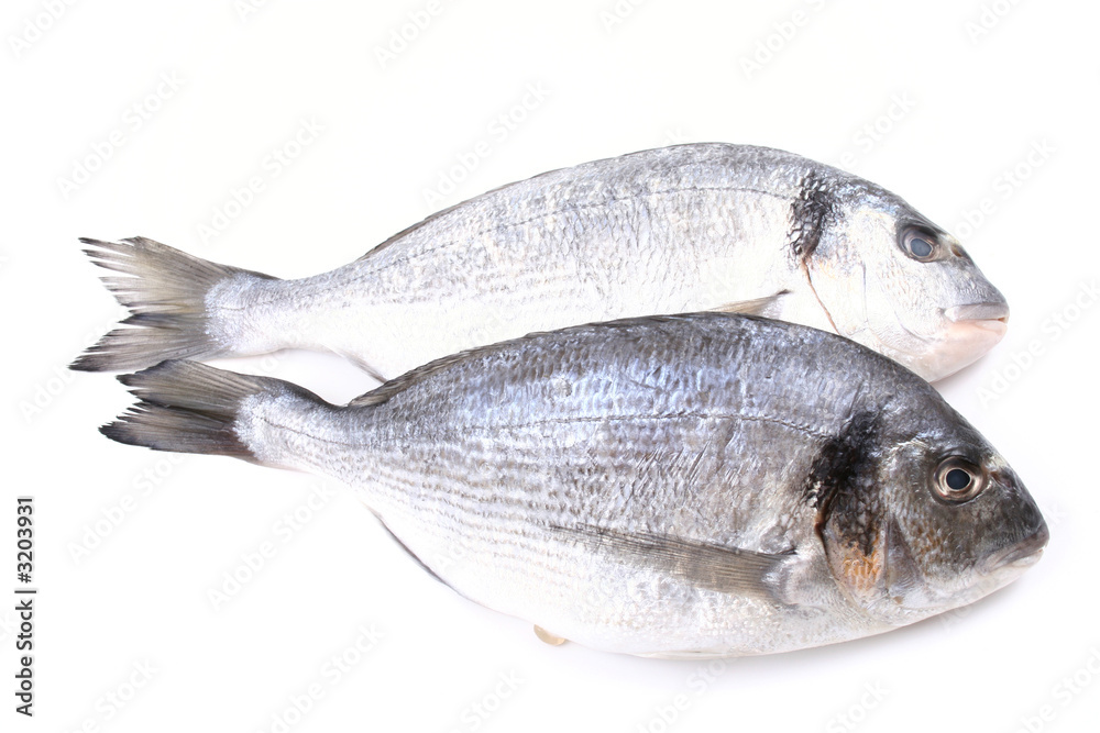 dorada fish dorada fish