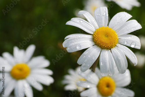 Tableau sur toile marguerite dans la rosée