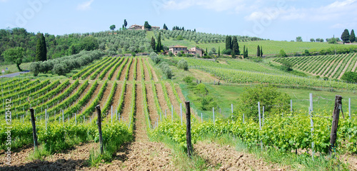 vigneti a siena