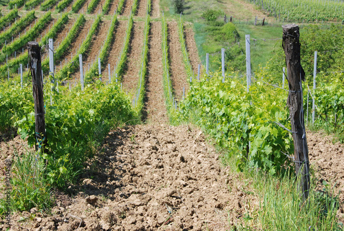 vigneti a siena photo