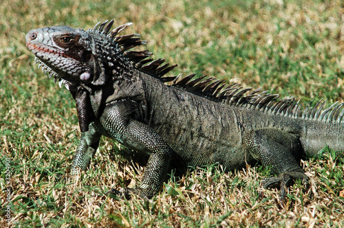 iguana