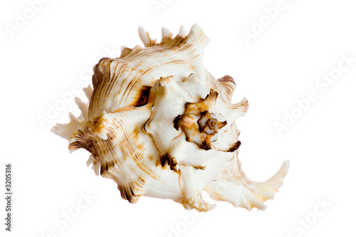 spiral shell isolated on white