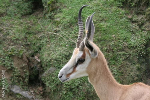 springbok