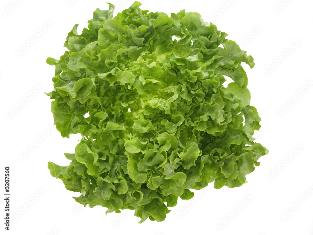 lollo bianca salat lollo bianca salat