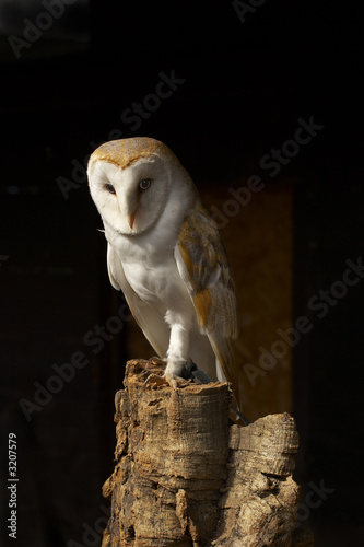 barn owl