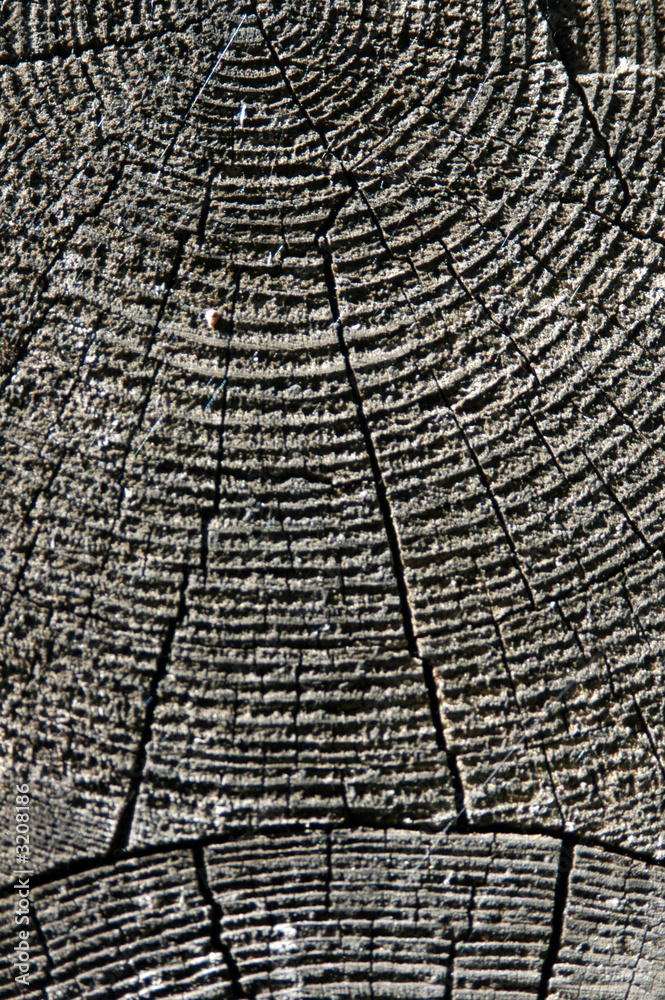 Fototapeta premium wooden texture