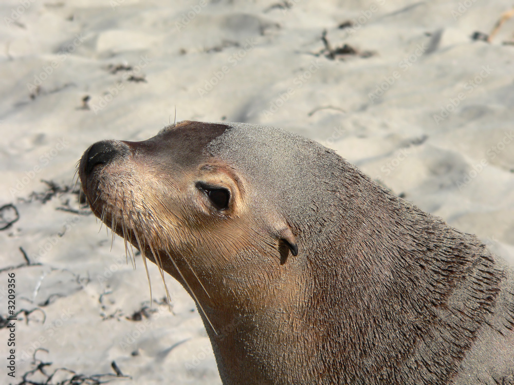 Fototapeta premium sealion