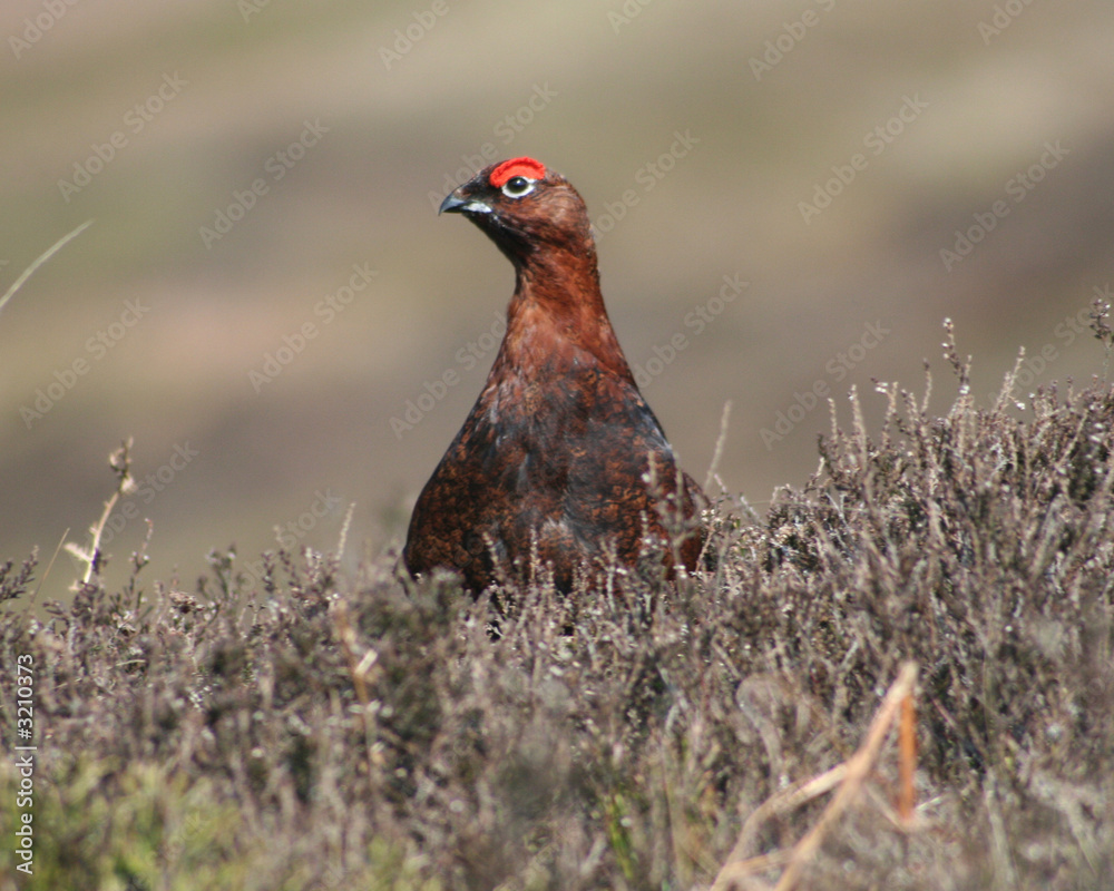 Fotografia red grouse 1