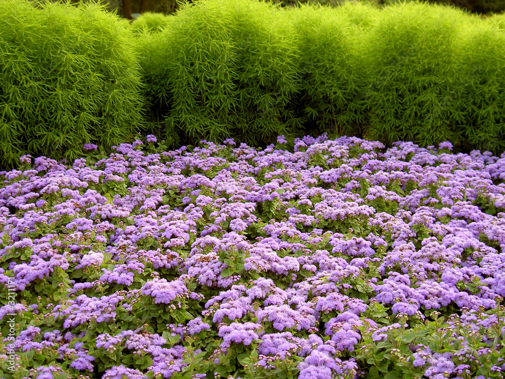 Naklejka premium flowers