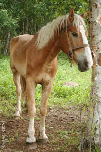 horse in wood