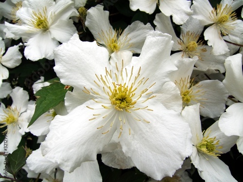 white beauty