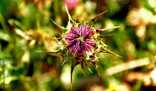 spine flower photo