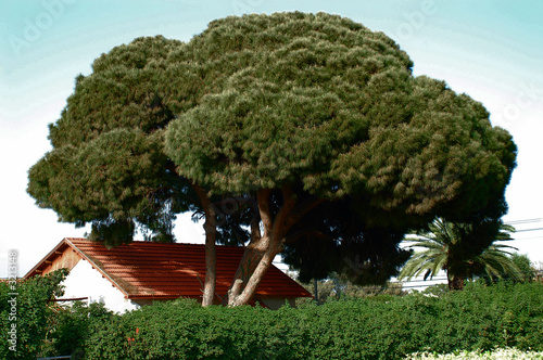 silk tree