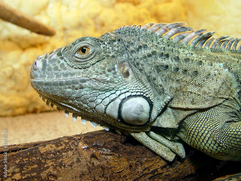 iguana iguana