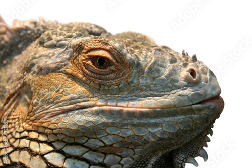iguana head © phatz