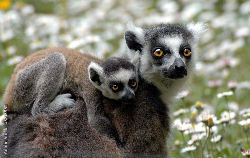 Fototapeta premium mère et son bébé