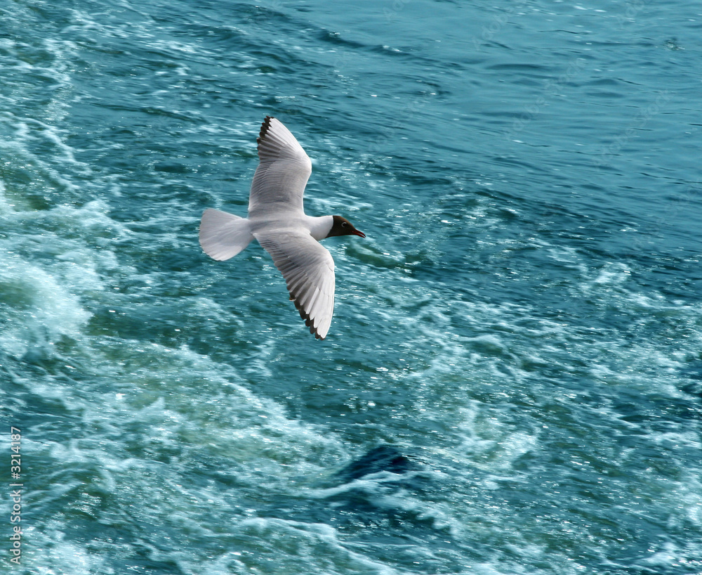 Obraz premium the seagull in flight.