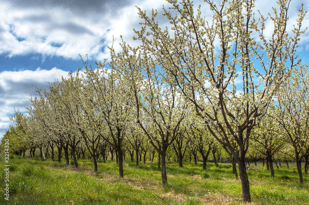 apple orchard