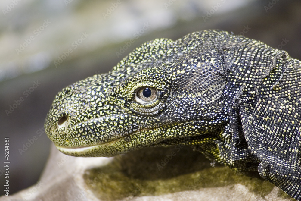 crocodile monitor crocodile monitor