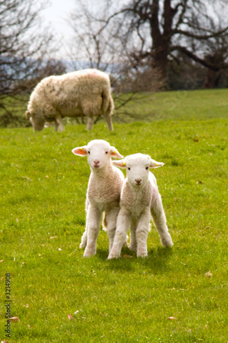 lambs in spring