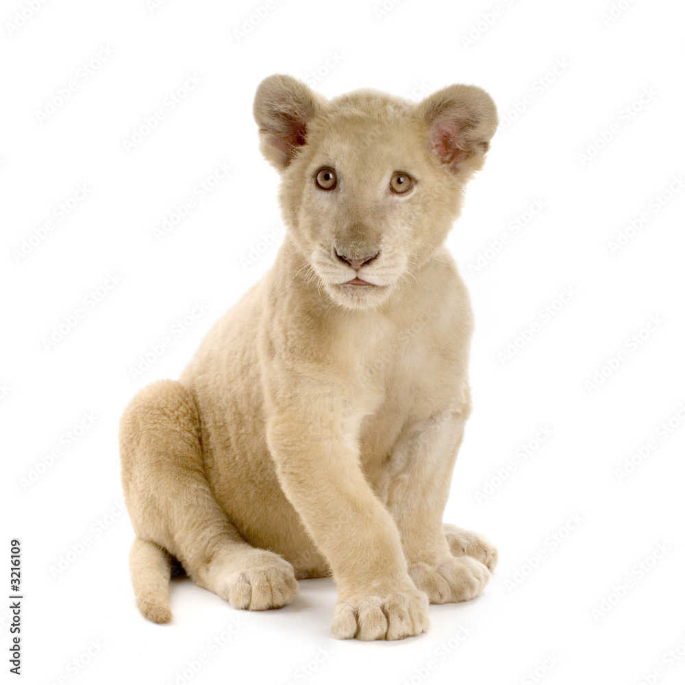 Obraz premium lionceau blanc (5 mois)