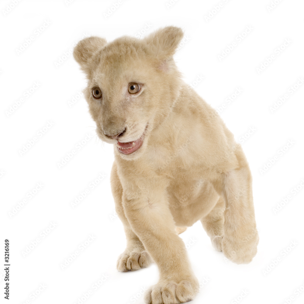 Fototapeta premium lionceau blanc (5 mois)