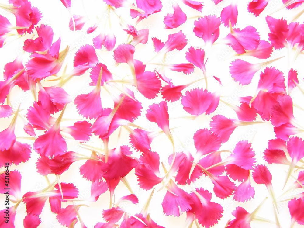 pink carnations pink carnations
