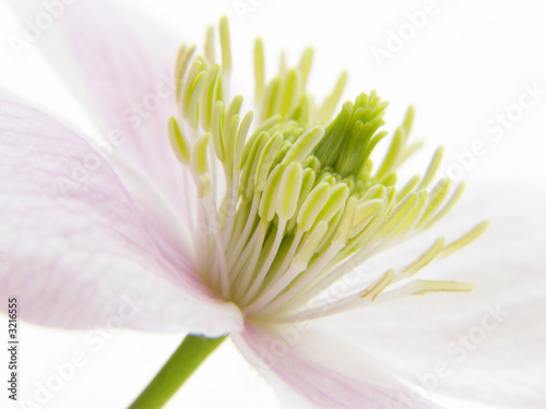 pink clematis