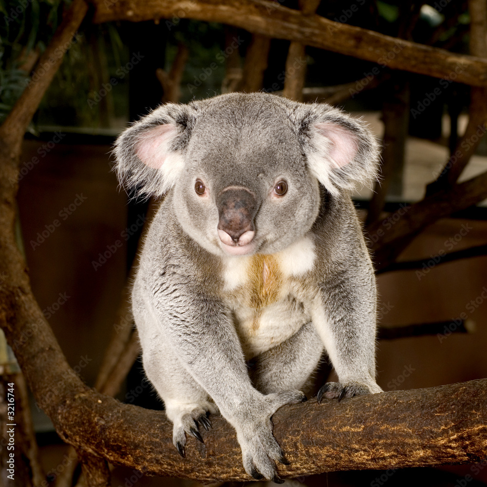 Fototapeta premium koala