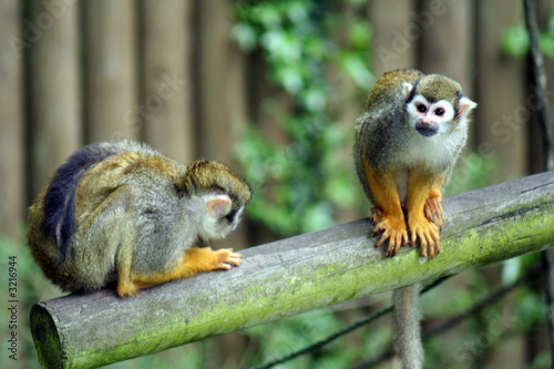 singe