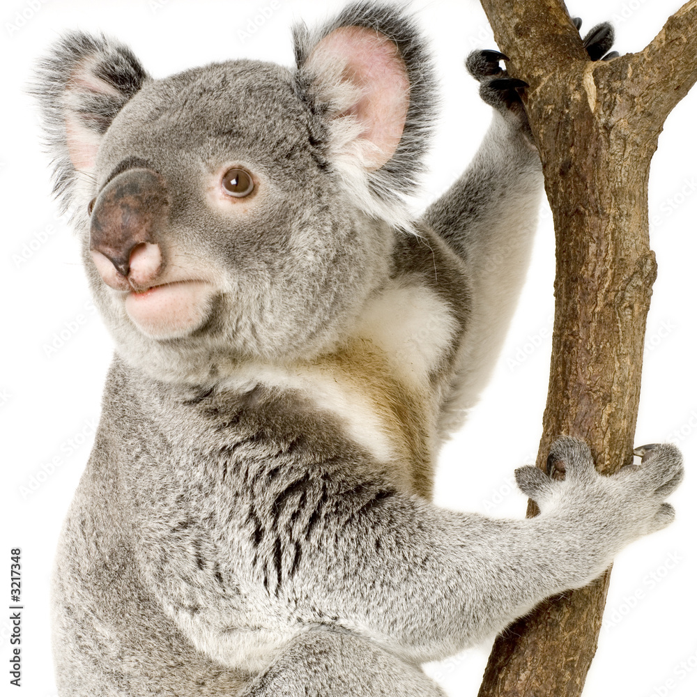 Obraz premium koala