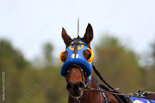 Canvas Print race horse