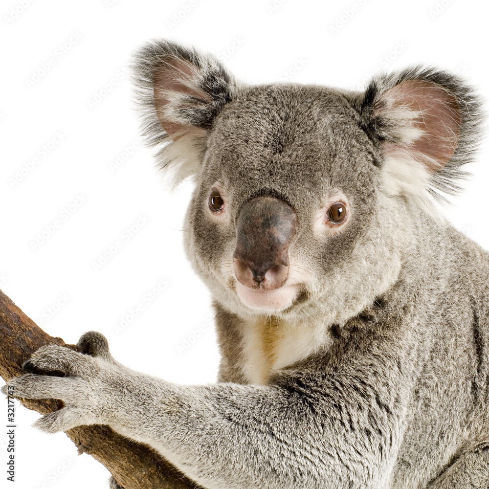 Naklejka premium koala