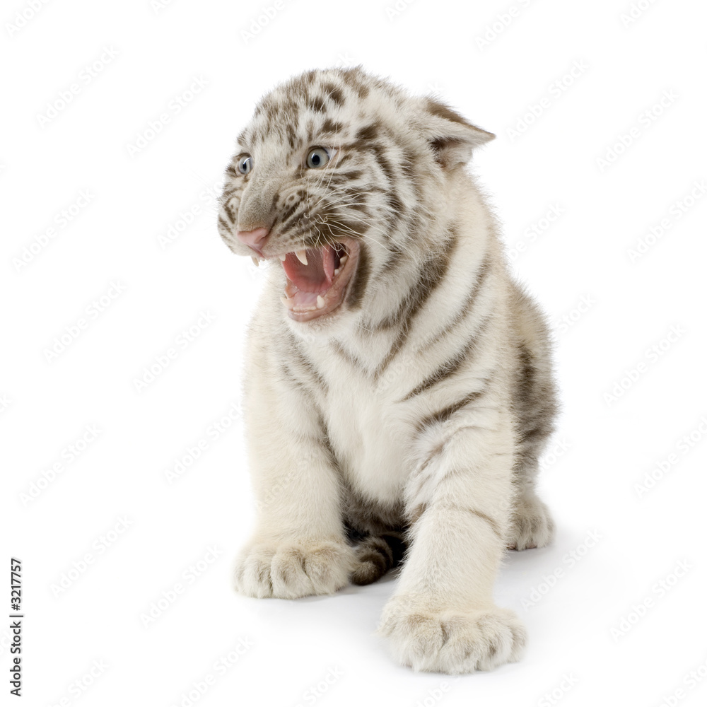 Obraz premium tigre blanc de 3 semaines