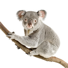 Ingelijste posters Koala Koala kijkt nieuwsgierig in camera  © Eric Isselée