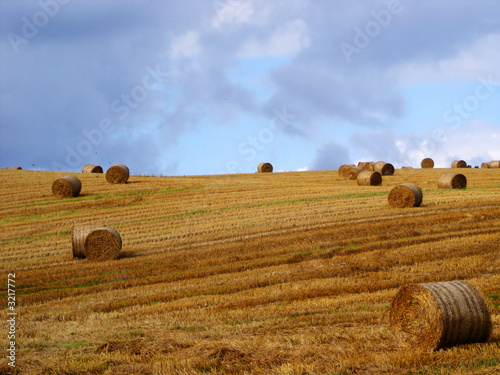 the hayfield