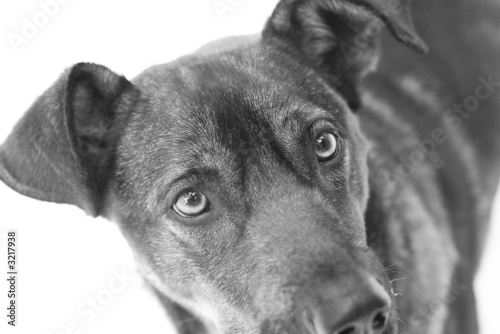 dog with sad look