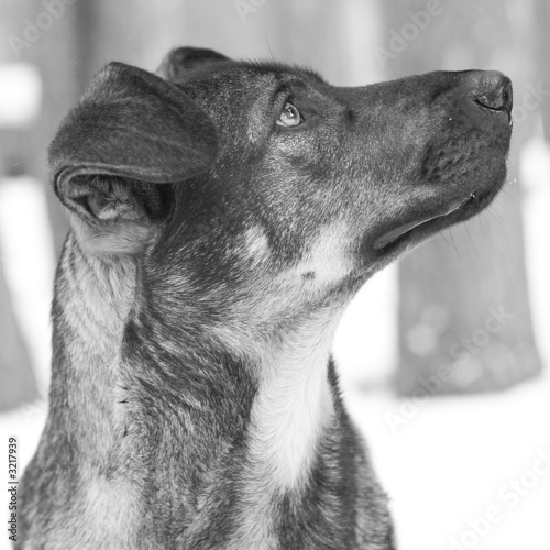 dog with sad look