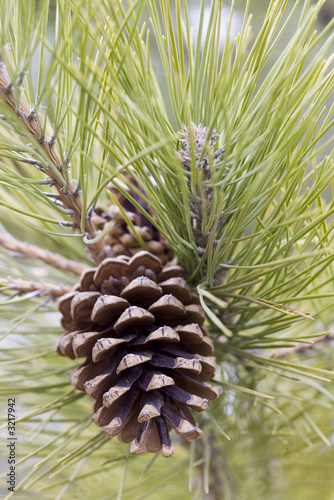 pine's cone