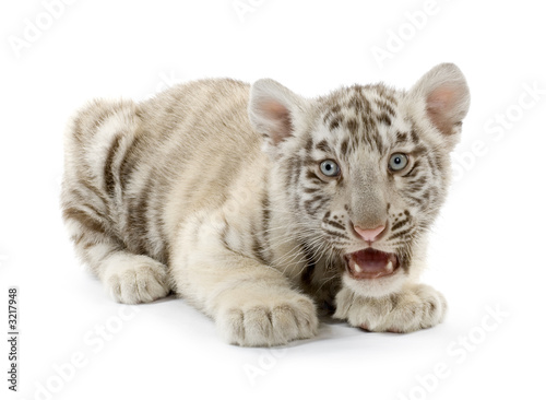 tigre blanc de 3 semaines