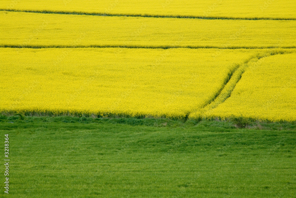 rape fields rape fields