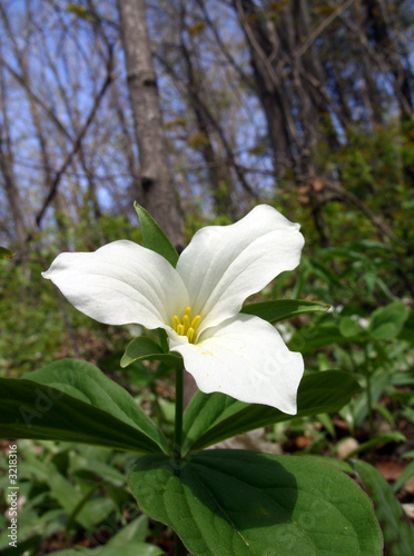 white ontario trillium photo