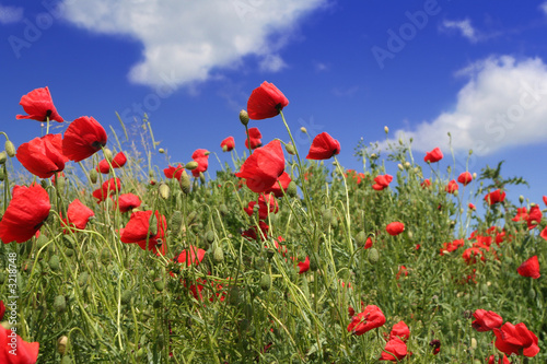 red poppies field over sky